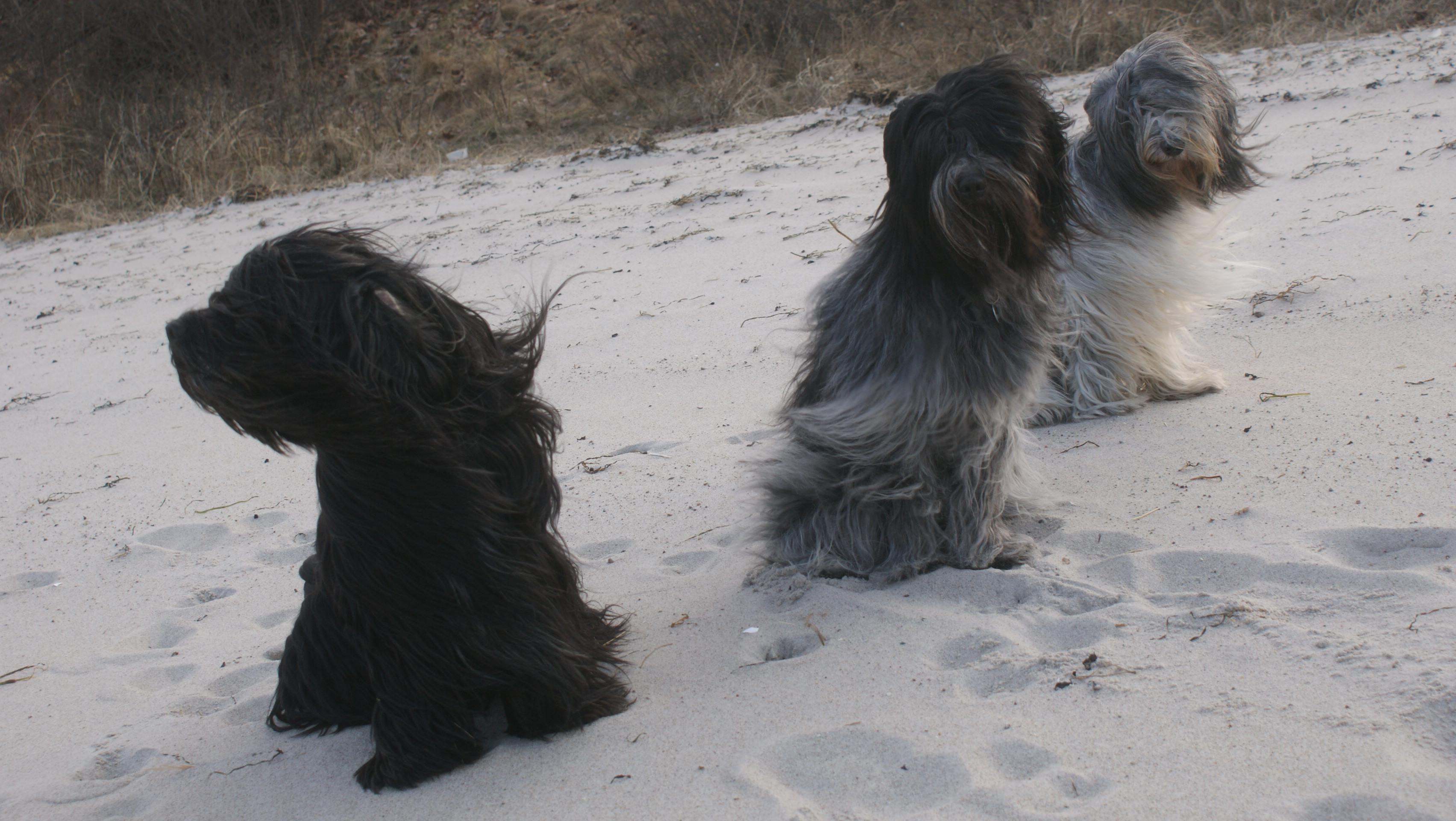 Charlie, Emma und Lotta