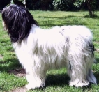 Hello Again von Adam´s Zotteln