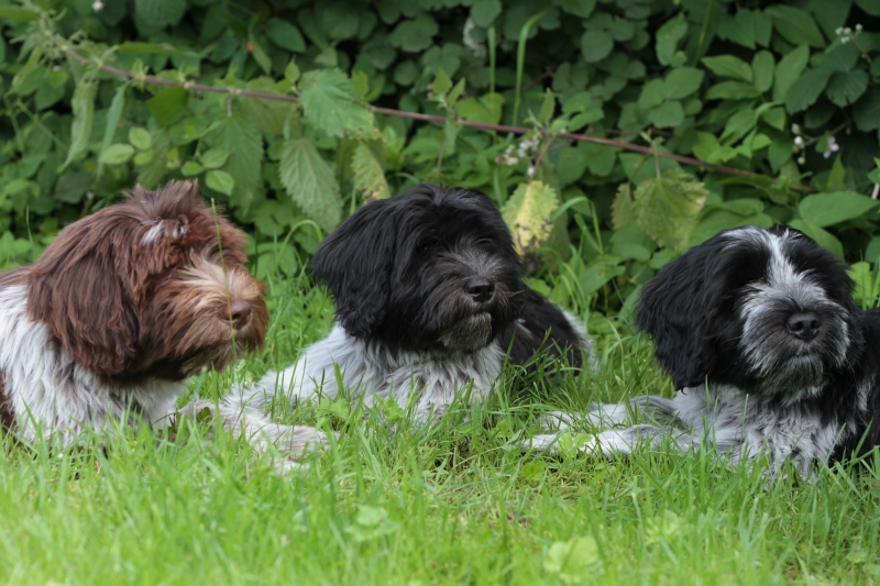 BLUE, LUZIE und AMON